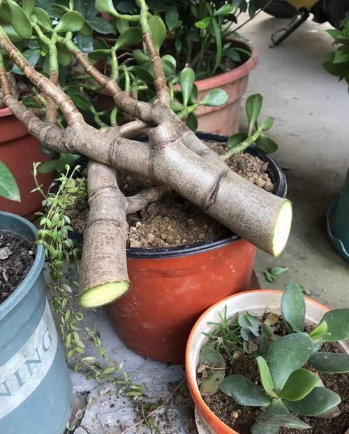 放在散射光好的地方■养了20年的玉树,杆子比大腿还粗,满树白花跟下雪了一样