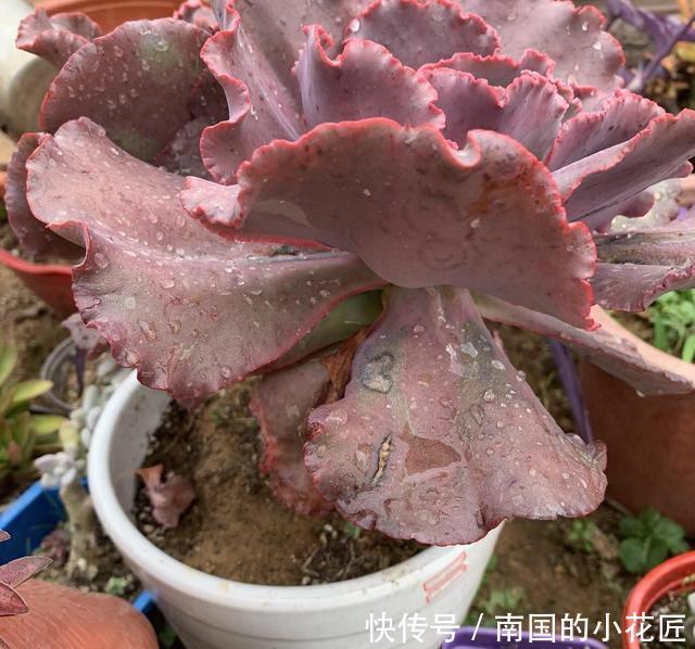  『女王』6年的女王花笠，长成“大波浪”，老桩拇指粗，成了镇宅宝贝