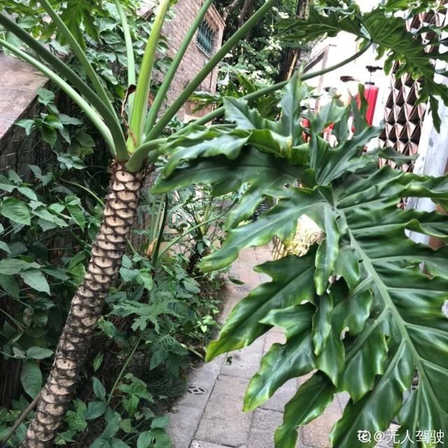 『度夏』超耐阴的春羽,客厅摆一盆,清清凉凉好度夏