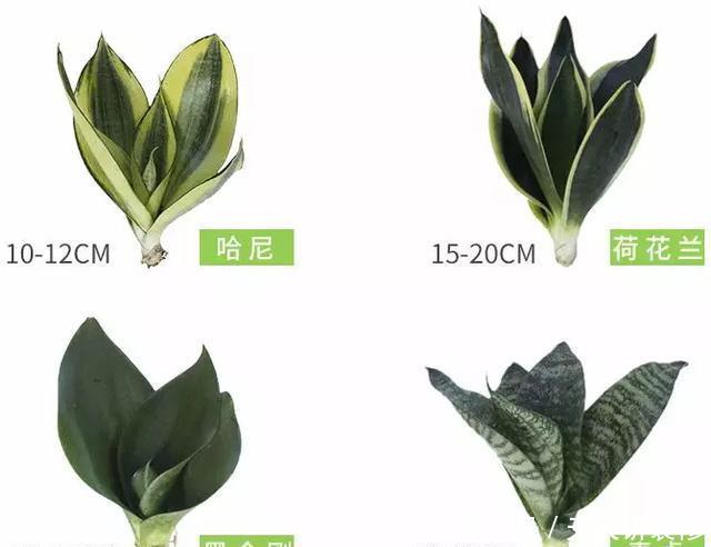  [图片作者]15种超级好养的花，不死鸟居然不是第一，“养花杀手”们试一试吧