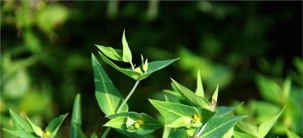  价格|农村的一种野草，汁液却能生产柴油，价格18元一斤