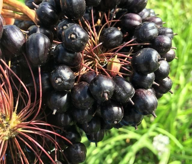  『当地人』乡下的野生植物价值堪比人参，当地人用它来炒鸡蛋，你肯定没吃过