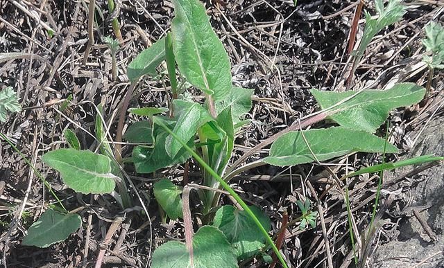  白草：俗称“仙白草”，包饺子味道好，以前当杂草，如今5元1小把