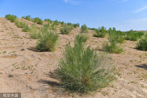  「枯竭」中国绿化西北荒漠，可能导致水资源枯竭！《自然》凭什