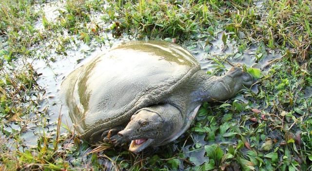 泗洪市民捕获26.6斤野生甲鱼，没人收购将放生, 你怎么看？