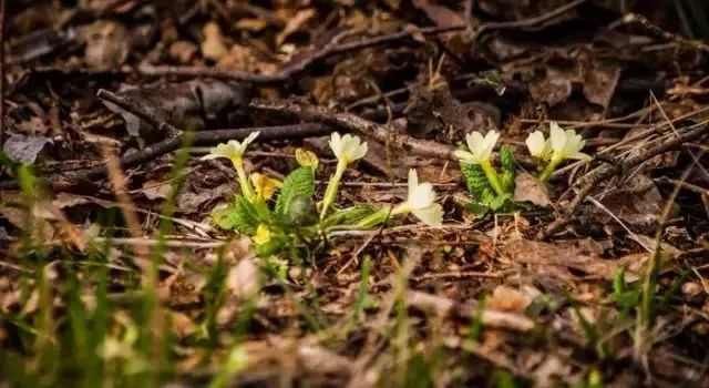  梨花■「清明节」梨花风起正清明，游子寻春半出城