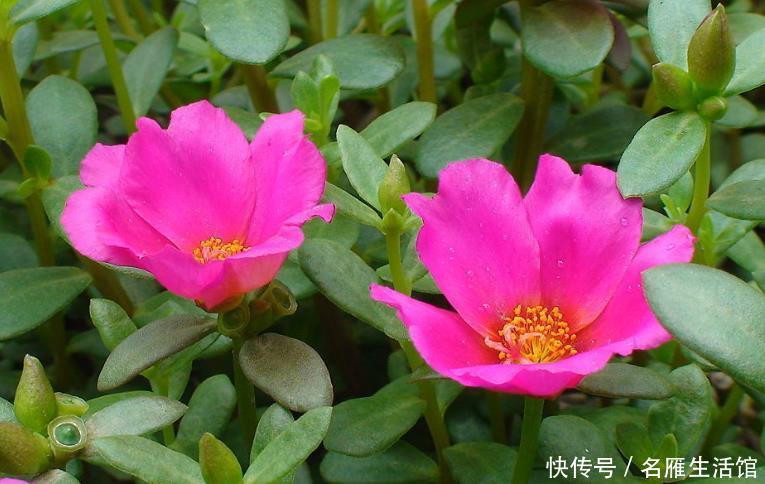 蓝雪花:喜欢养护花卉,就选择花色艳丽,花期长,开花量大的花卉,美极了