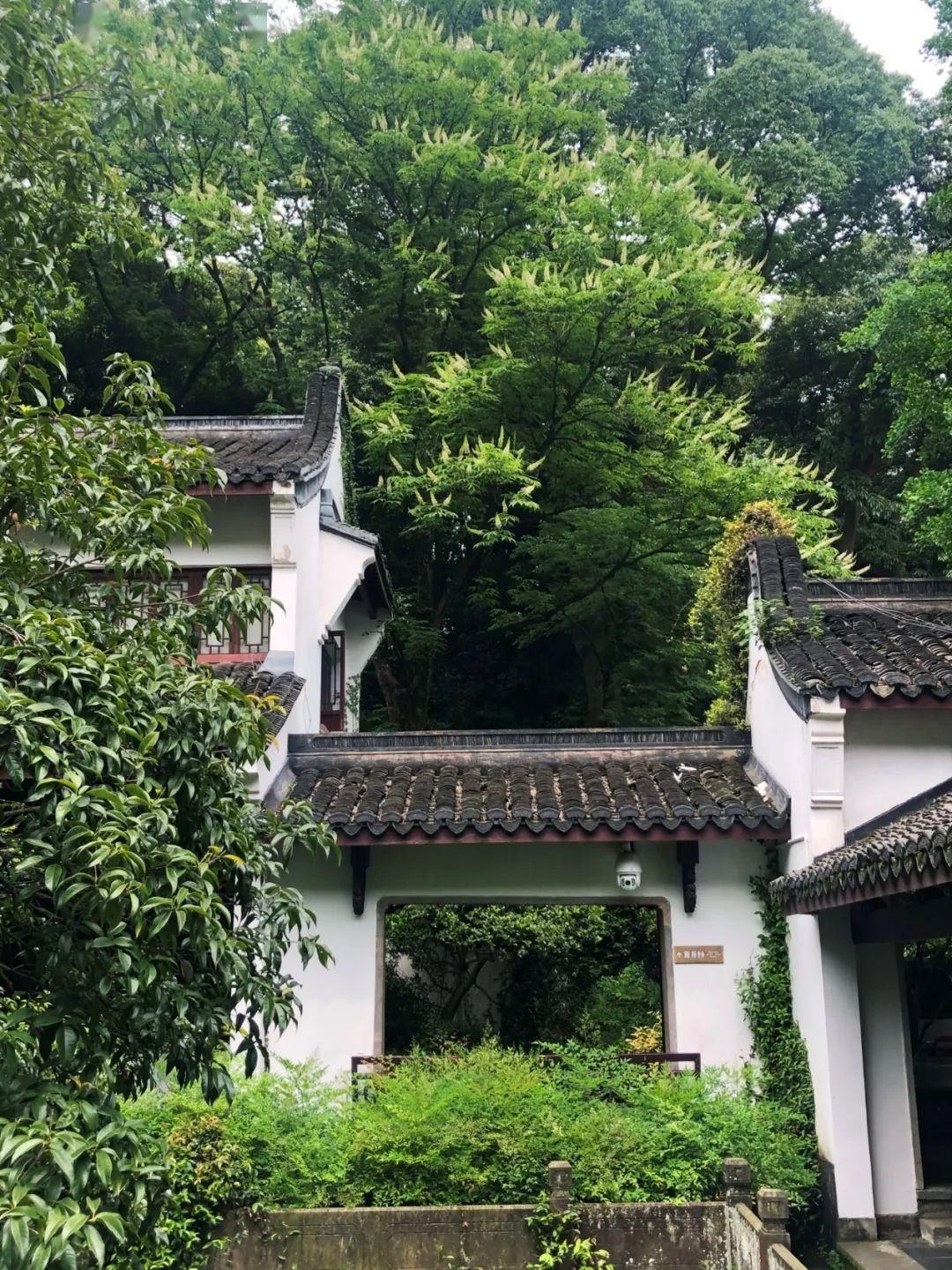 【七叶树】七叶树开花,这样的虎跑清新又灵动~
