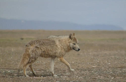 在无人区自驾时，为什么千万别睡在车里？老司机“偷偷”分享经验