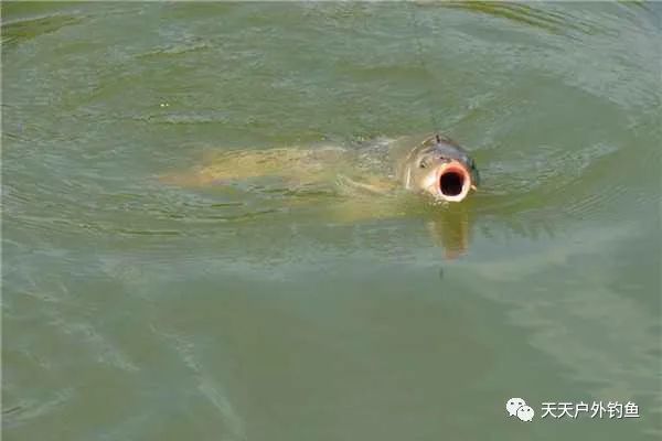 『影响』钓鱼技巧细节篇:这些实用小技巧,非常影响收获,多数钓友会忽略