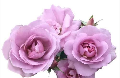  「月季」喜欢菊花，首选“月季珍品”紫色暮莎，薰衣草色，十分洋气