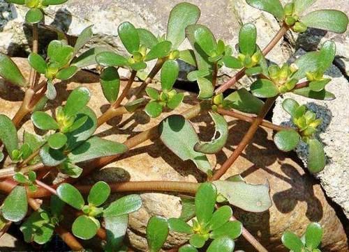 农村常见的2种美味野菜，农村人瞧不上城里人视为宝，为什么呢？