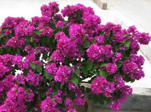  「三角梅」三角梅凋落了，多做这“1步”，15天又冒花芽，开成“花瀑布”