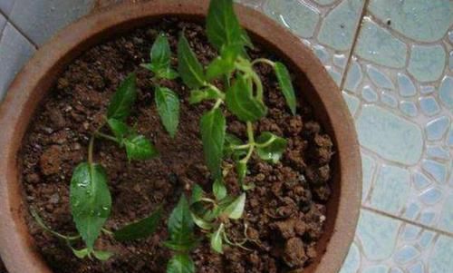  「扦插」倒挂金钟盆盆爆满，就为这3点，开花一茬接一茬，满枝头开花