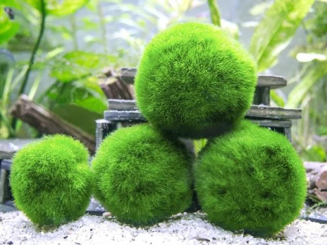 「想养」特别小众的13种奇特观赏盆栽，适合养在桌面上，看着都想养几盆