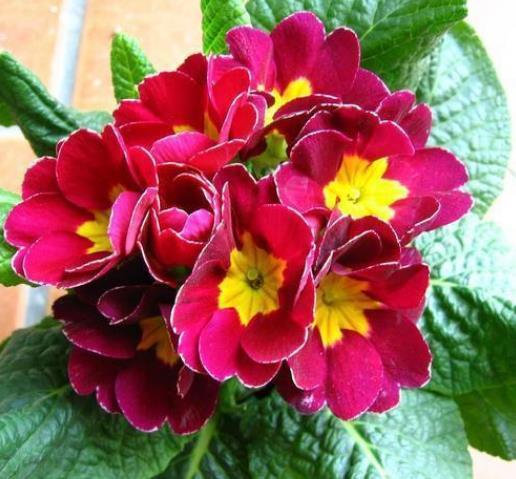  #石竹花#春季养上“4种花”，好养不说，花量还大，花开艳丽，好运来！