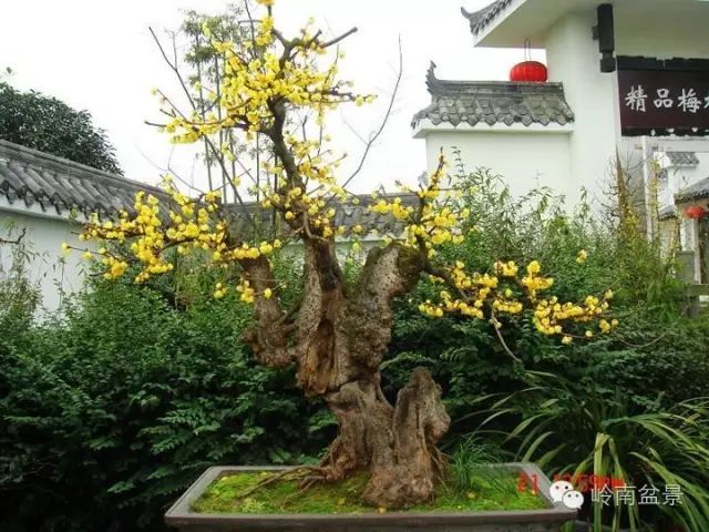 盆景构景十种风格