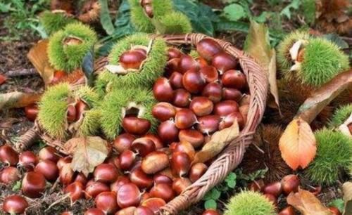 去国外旅游,看到地上掉板栗,不要捡,当地人也不敢