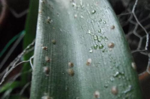  『盆栽』这7种植物虫害没处理好，想要养好盆栽花卉就难了