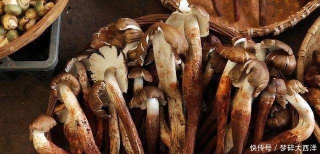  「鼓吹」人称“菌中之王”，只长在白蚁穴旁，商家鼓吹可人工种