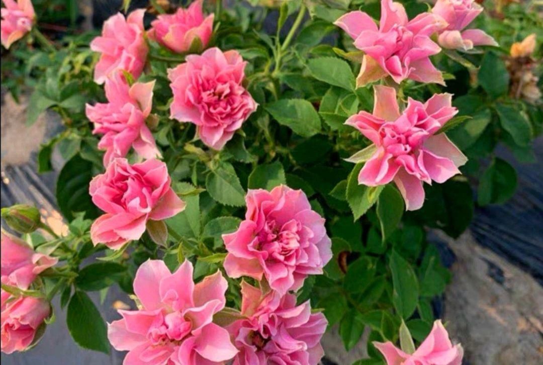  『花形』此花有着优美的花形，宛如开在风中的莲花