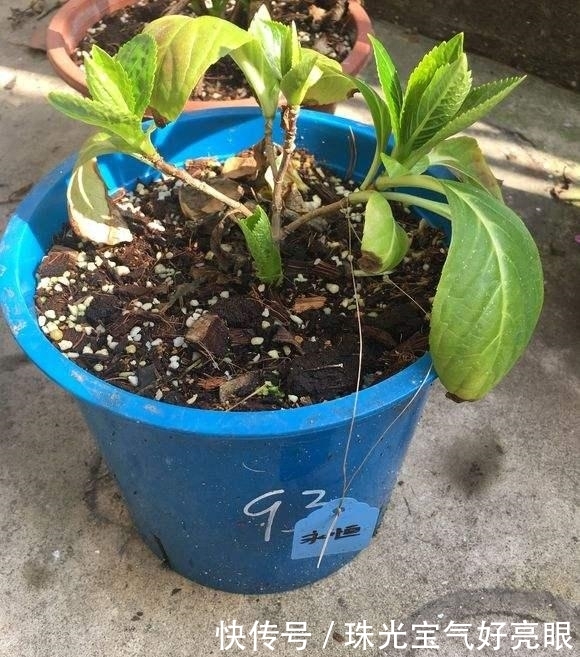 「美腻」给绣球花施肥看“指标”,施对了开花早,花朵大,美腻一夏