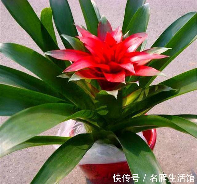 年宵|寓意最好的3种新型年宵花,花朵漂亮,简单好养,过年绽放春意浓