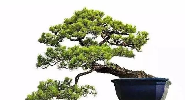  「跨年」粤北盆景艺术跨年大展，值得期待