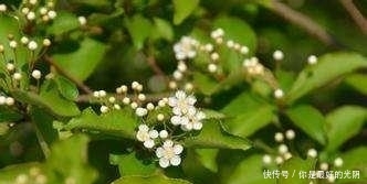 『毛叶石楠』这植物,李时珍说它“健脾胃,疏肠道,通脏气”,若遇见,请重视