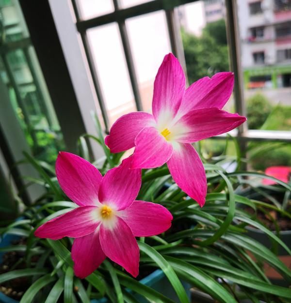  「入手」夏季最好养的花，丢土里就能活，花色美丽，花期达半年，值得入手