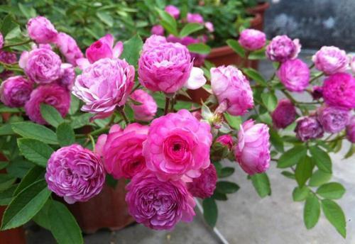 『盆栽』此花花朵易爆盆,全年有花赏,花香浓郁,是家庭盆栽佳品!