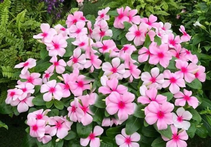  「有花赏」1种“平民花”，便宜又好养，10元两盆，开花超强，四季有花赏！