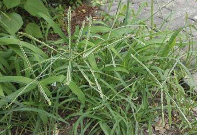  顽强@在农地里，别踩到1种“牛筋草”，植株珍贵，也顽强、长势快！