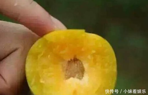 果实甜如蜜，批发一斤30元，只能在当地种植，农民们都不舍得吃