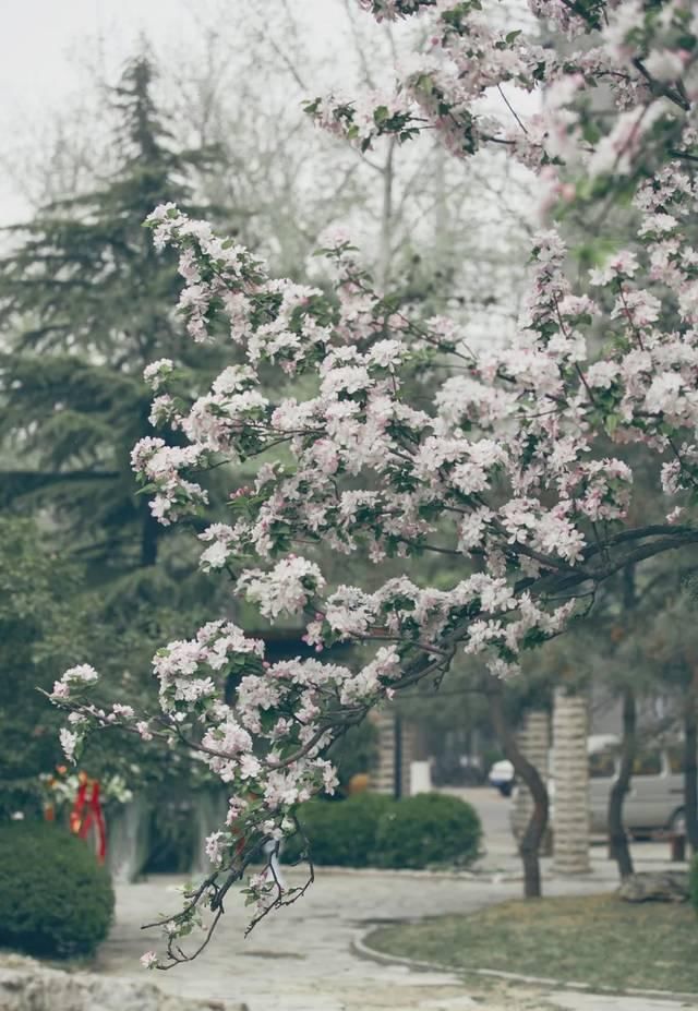  「究竟」云看花，中国美丽高等院校究竟看哪儿？