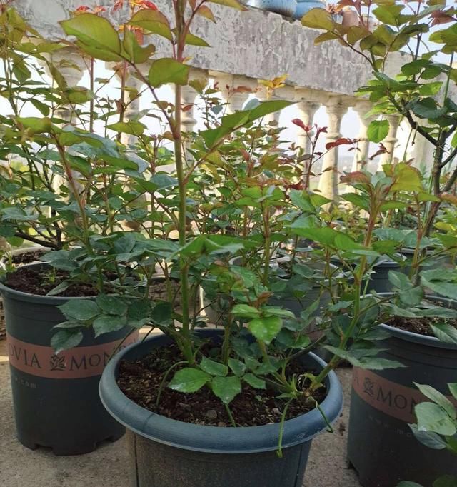  预防■月季虫害爆发，我用1种药就搞定，2天喷洒一次，长得旺、开花多