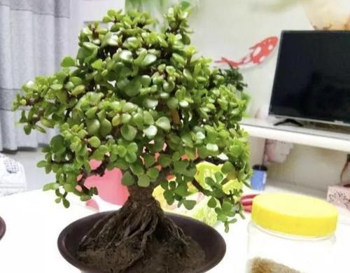  『寓意』金枝玉叶寓意好，养1盆在家，用上“技巧”，2年后变成老桩，值钱
