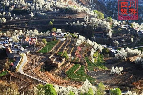 再过20天，中国将花开成海，错过再等一年