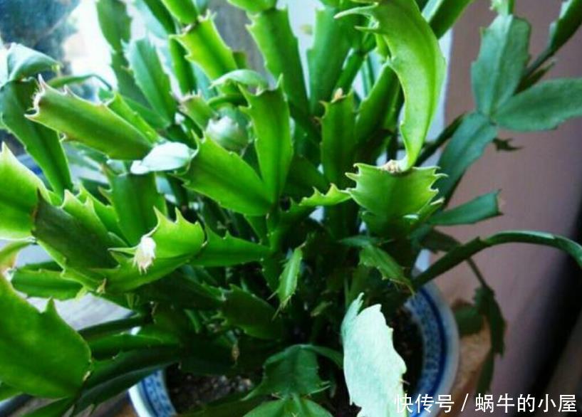 油绿|夏天蟹爪兰“蔫吧又烂根”,做好3点,安稳度夏,叶片油绿长得旺
