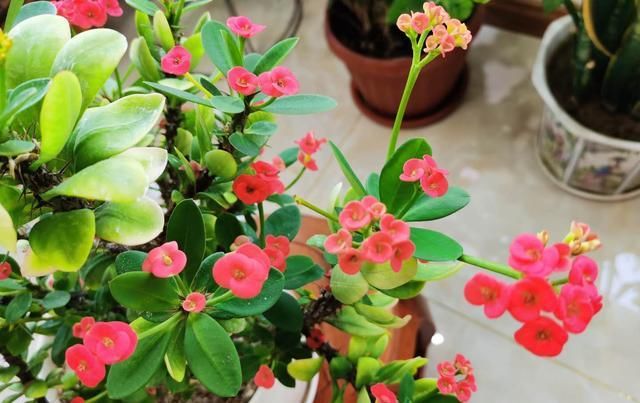  「花园」喜欢太阳的“3种花”，说啥也要养一盆，阳台小花园全靠“它”