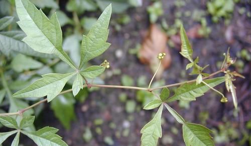  『农村』农村这种植物酷似红薯，人称“野红薯”，根可入药目前价值不菲