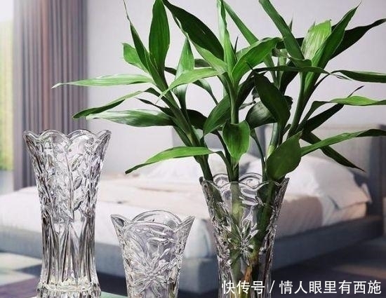 「家里」家里有养6种花,不要傻傻拿去晒太阳,一晒就出问题