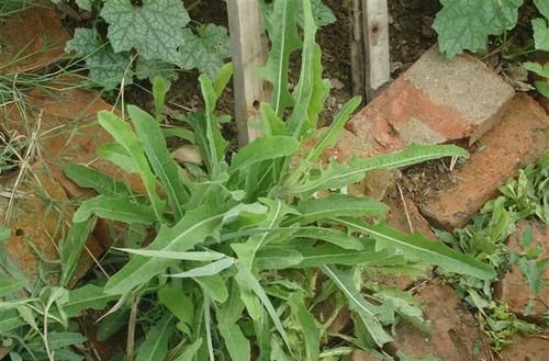  『植物』此植物农村遍地有，遇见后只摘叶子，别“挖根”，挖1株少1株