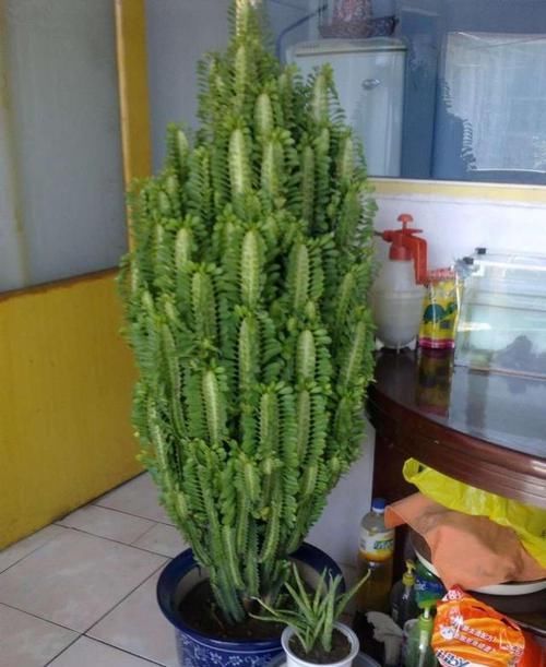  喜欢@“聪明人”只喜欢养“绿植”，虽没有花美，却让家庭越过越幸福！