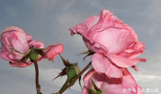 功效@能和玫瑰媲美的一种植物,相信很多小伙伴们都喜欢它吧