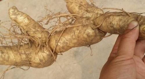  #黄精#过去野外常见的一种植物，如今浑身是宝，不少农民靠种植