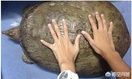 泗洪市民捕获26.6斤野生甲鱼，没人收购将放生, 你怎么看？