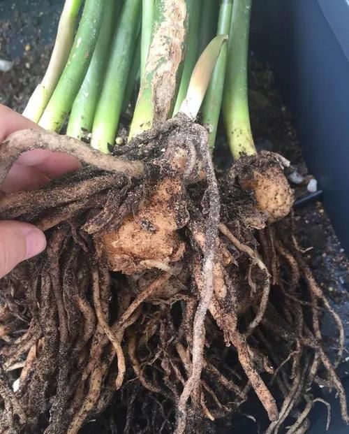  蟹爪兰■养花选盆很关键，4种花得用小盆“挤着养”，才能长得旺！
