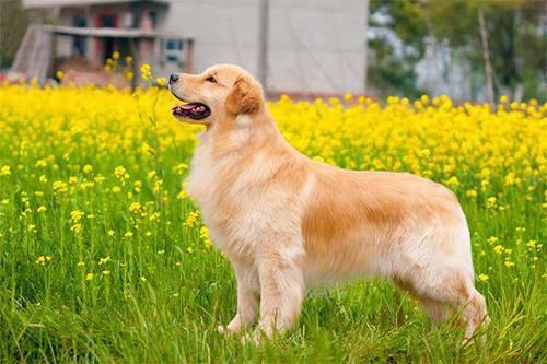  #拉布拉多#世界10大聪明犬种，都是智商特别高的狗狗，你养了哪一种？