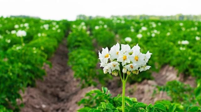  「铃薯的生长」新型种植方法：稻田免耕、稻草覆盖秋马铃薯栽培技术